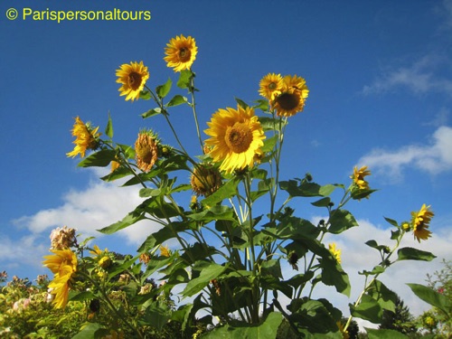 Sunflowers@Giverny.jpg